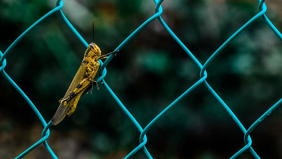 animals, insects, grasshopper, fence, wire, mesh, macro, still HD wallpaper