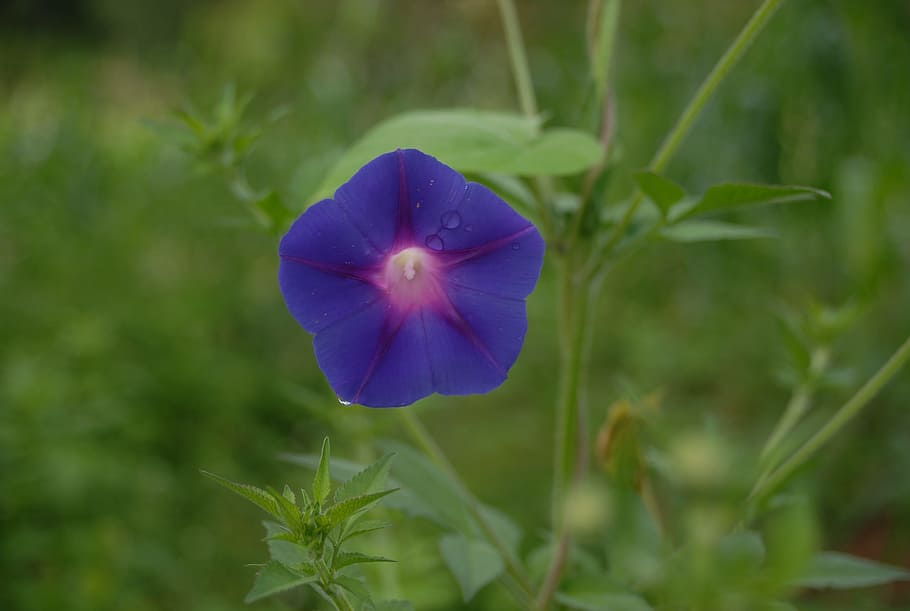 bell, wild, flowers, plant, flowering plant, close-up, freshness HD wallpaper