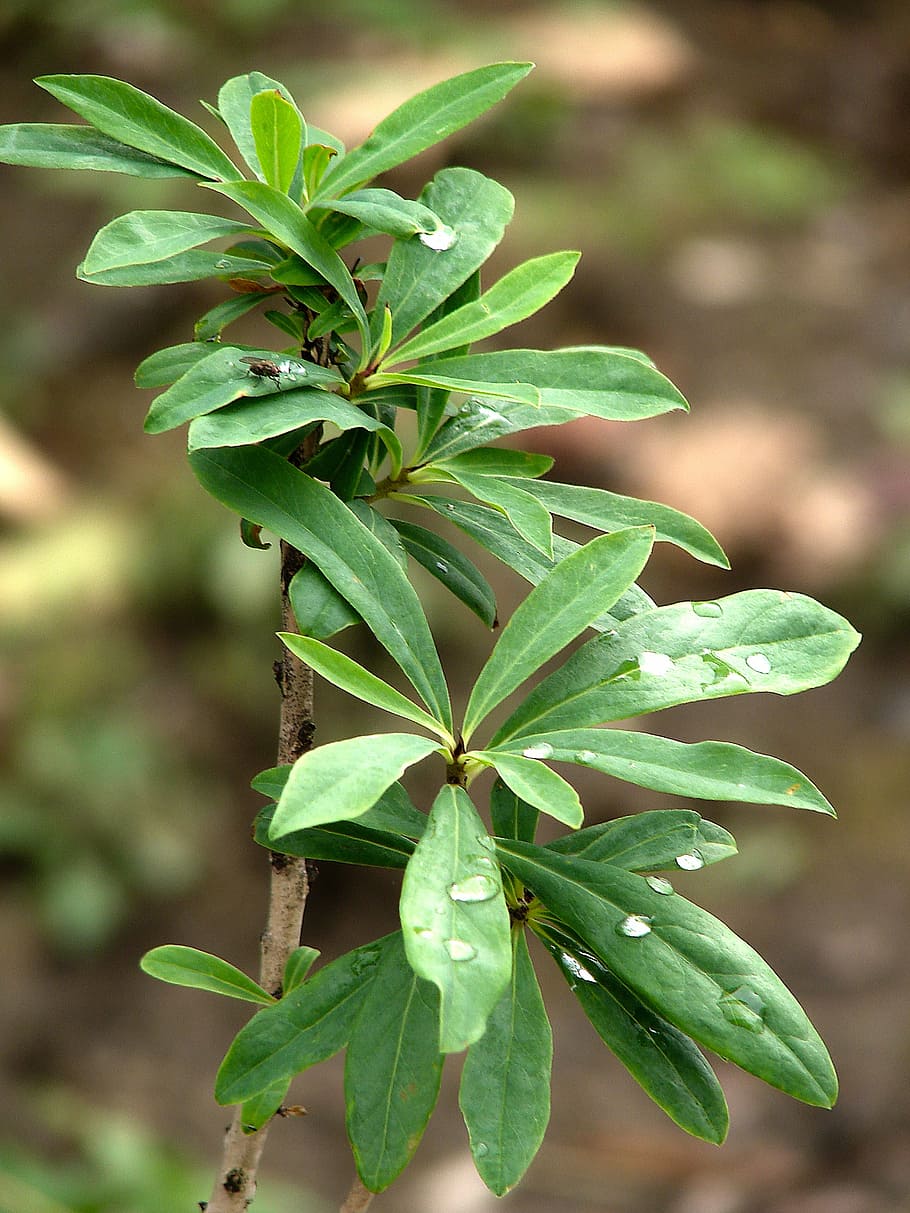 leaves, bush, close, leaf, plant, plant part, green color, growth HD wallpaper