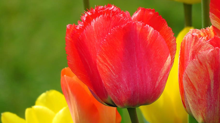 Tulips, Spring, Color, Flower, spring flower, frühlingsanfang HD wallpaper