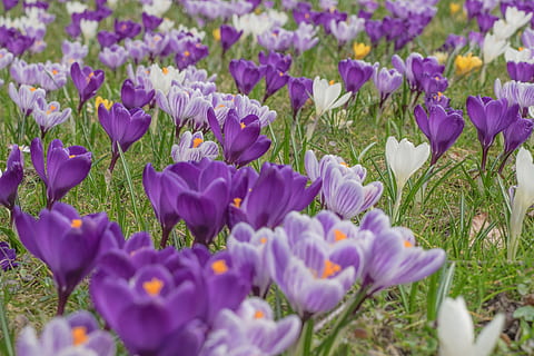 purple and white crocus flowers in bloom at daytime, blossom HD wallpaper