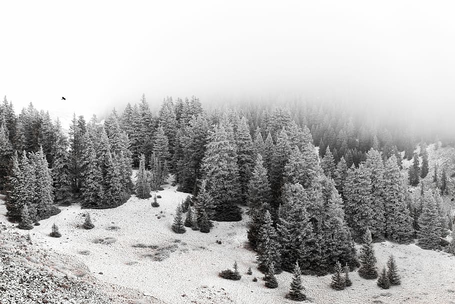 snowed forest, pinetrees photography, mountain, winter, ice, plant HD wallpaper