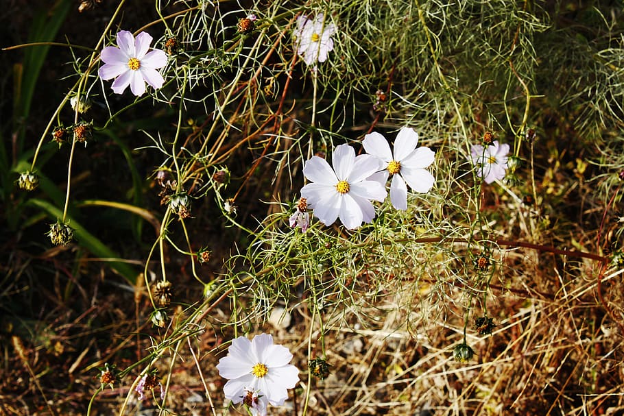 flowers, white, white flower, spring, nature, white flowers HD wallpaper