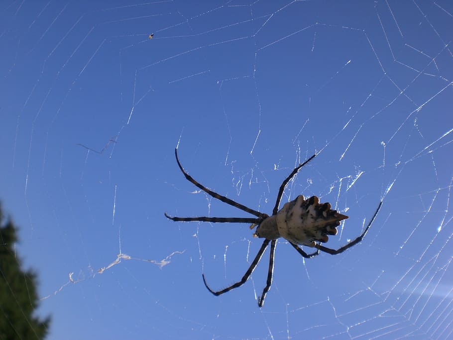 spider, arachnoid, spider phobia, insect, formentera, cobweb, HD wallpaper