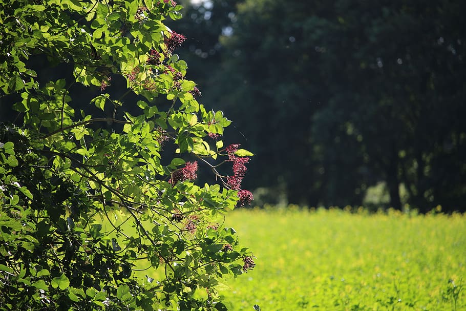 autumn, field, elder, sun, green, meadow, nature, fields, bush HD wallpaper