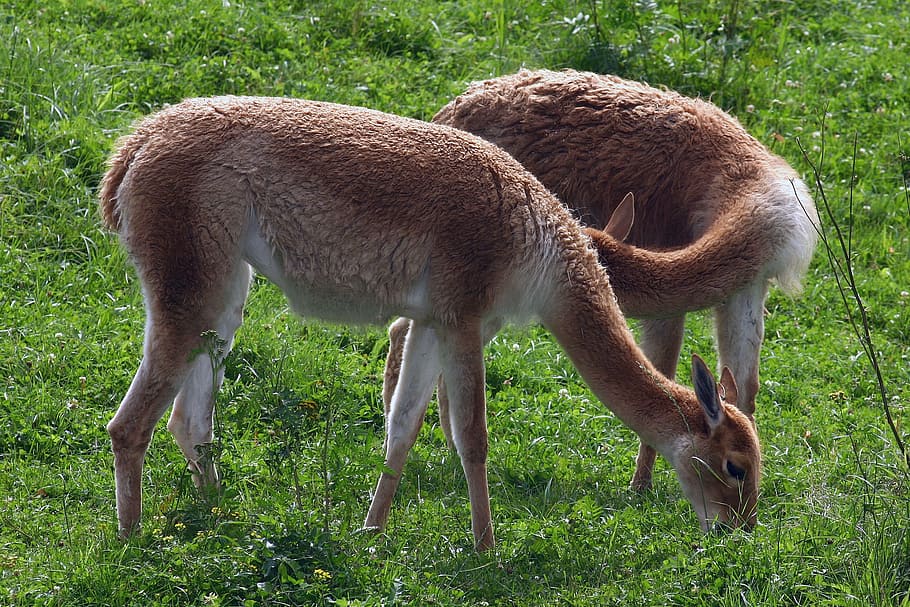 red deer, forest, meadow, graze, animal themes, mammal, agriculture HD wallpaper