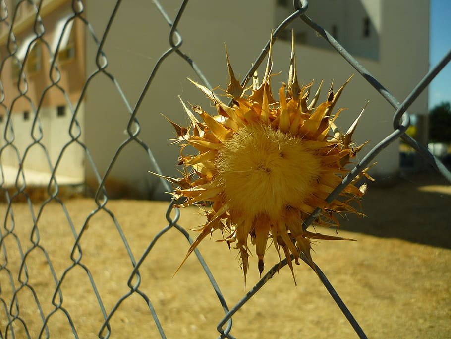 thistle, wired, dam, solar, locked up, skewers, thorns, wires HD wallpaper
