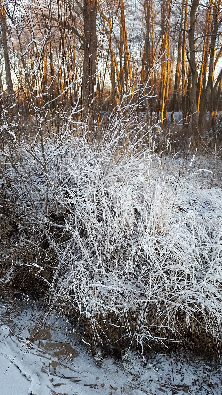 branch, winter, trees, cold, frost, nature, white, zing, the bushes HD wallpaper