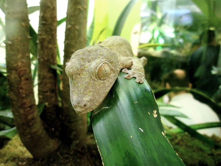lizard, reptile, nature, creature, head, zoo, leaf, eye, wild HD wallpaper