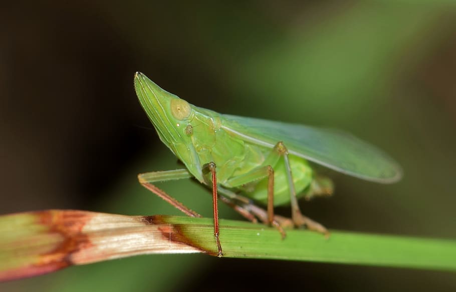 leafhopper, planthopper, insect, green insect, small insect HD wallpaper