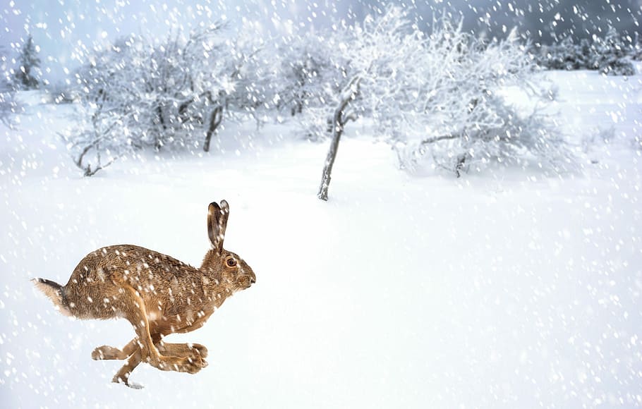 haas, winter, nature, animals, snow, cold, frost, frozen, zing HD wallpaper