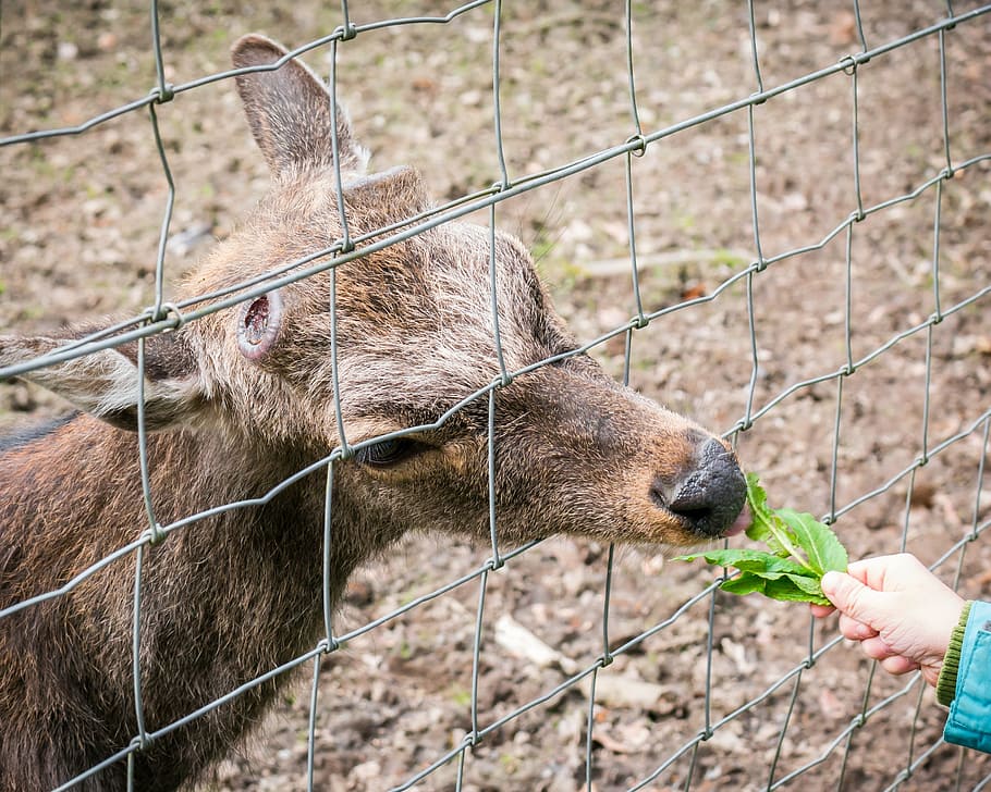 roe deer, feed, eat, wild, zoo, wildlife park, deer park, head HD wallpaper