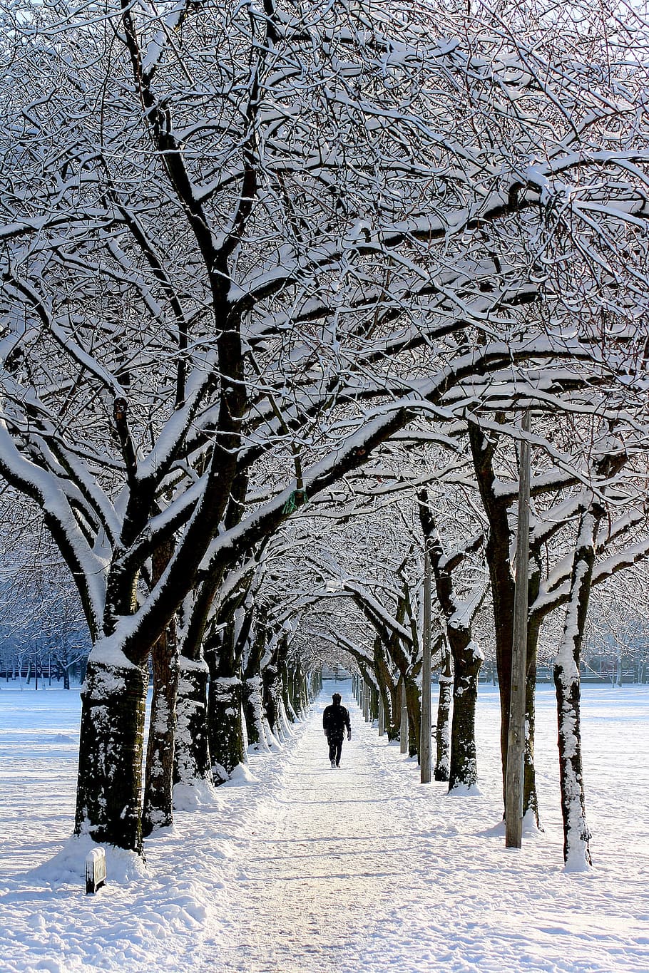 person walking under snow-covered trees, nature, winter, people HD wallpaper