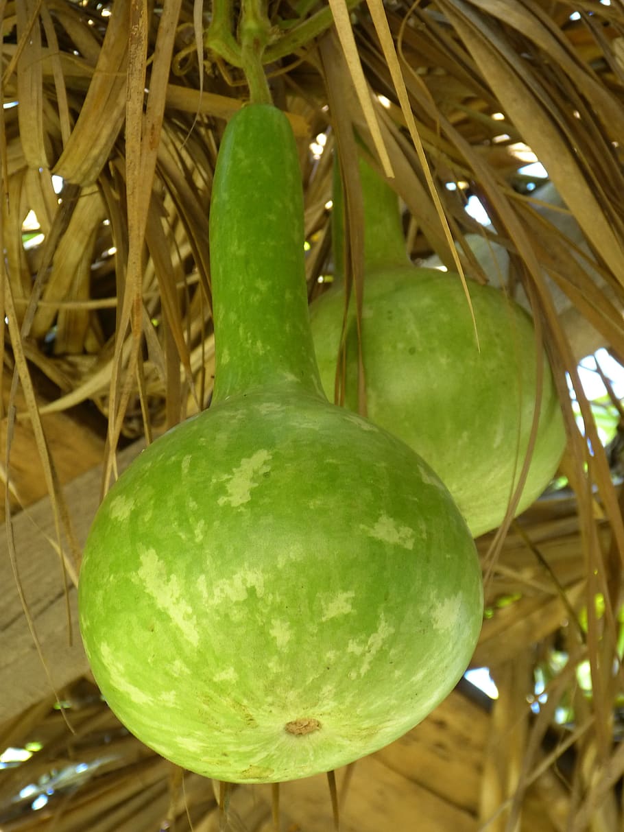 Calabash, Pumpkin, Depend, green, pumpkin art, cucurbitaceae HD wallpaper