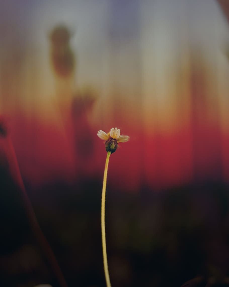 white petal flower, white petaled flower, The Cure, daisy, stem HD wallpaper