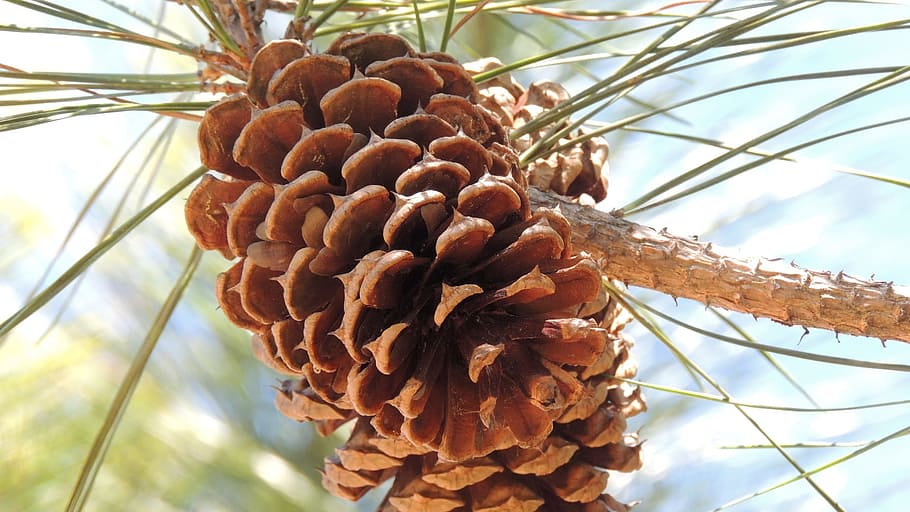 pine, cone, tree, christmas, nature, xmas, holiday, forest HD wallpaper