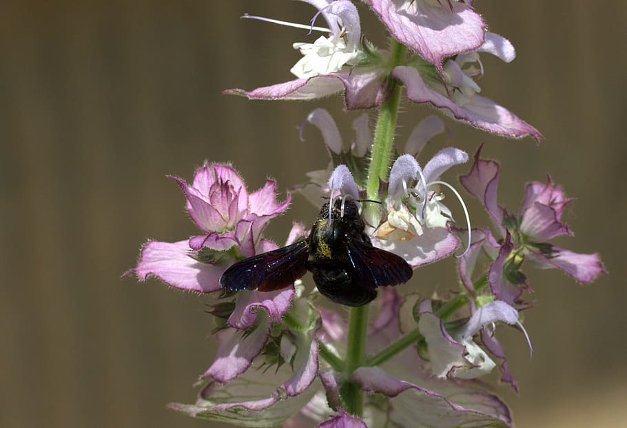 bee, flight, pollination, insecta, flower, nature, plant, close-up HD wallpaper