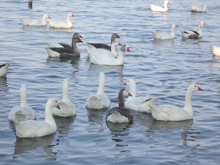 Ducks, Flock, Nature, animals in the wild, animal themes, bird HD wallpaper