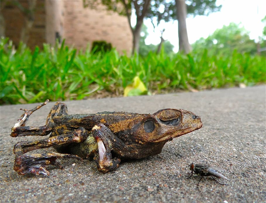 toad, fly, roadkill, dead, frog, amphibian, animal, grisly HD wallpaper