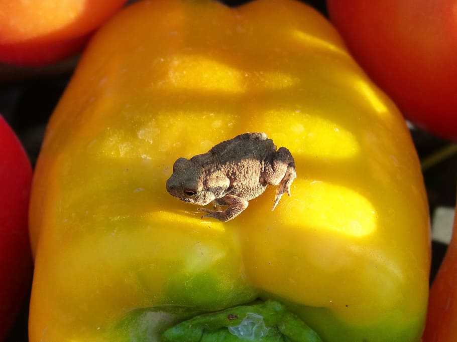 toad, vegetables, small, bufo bufo, sapito, batrachian, food HD wallpaper