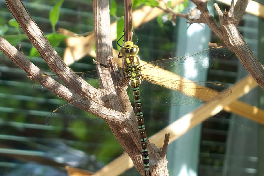 dragonfly, insect, close, creature, green, wand dragonfly, nature HD wallpaper