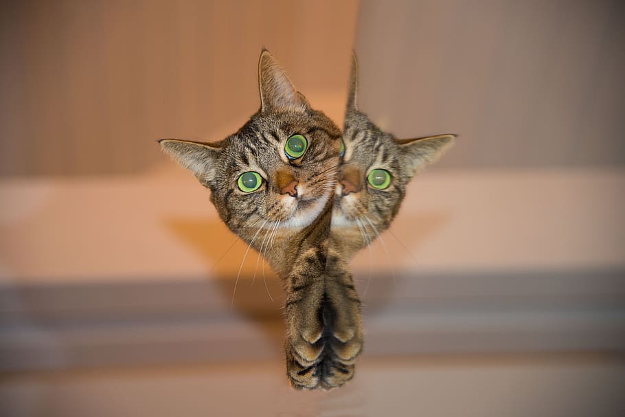 brown tabby cat photo, pet, mirror, animal themes, one animal HD wallpaper