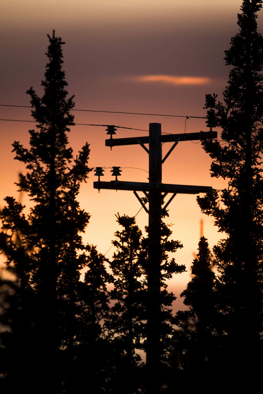 silhouette photograph of black utility post, silhouette of trees near electric post during golden hour HD wallpaper