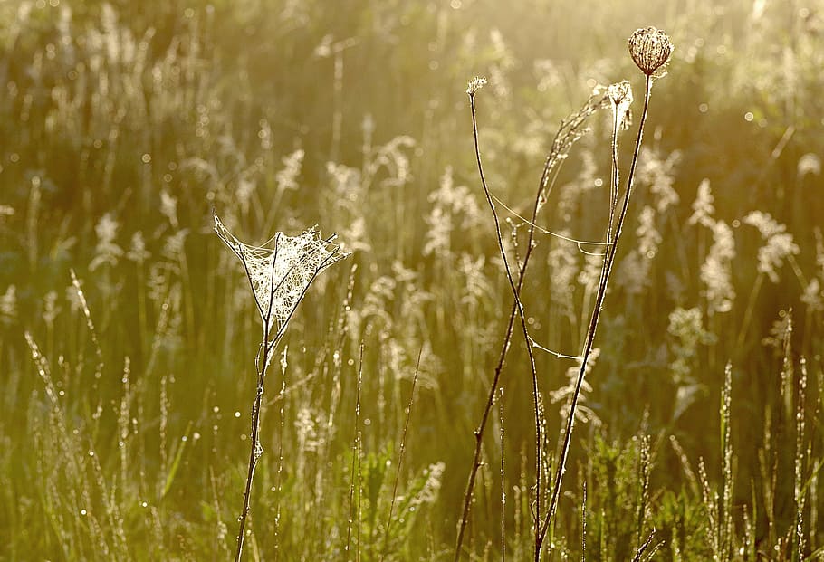 grass, cobweb, rosa, dawn, in the morning, nature, summer, field HD wallpaper