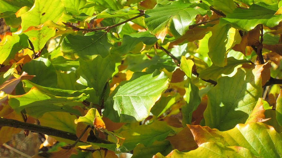 Leaves, Light, Green, Green Light, Branches, autumn, light and shadow HD wallpaper