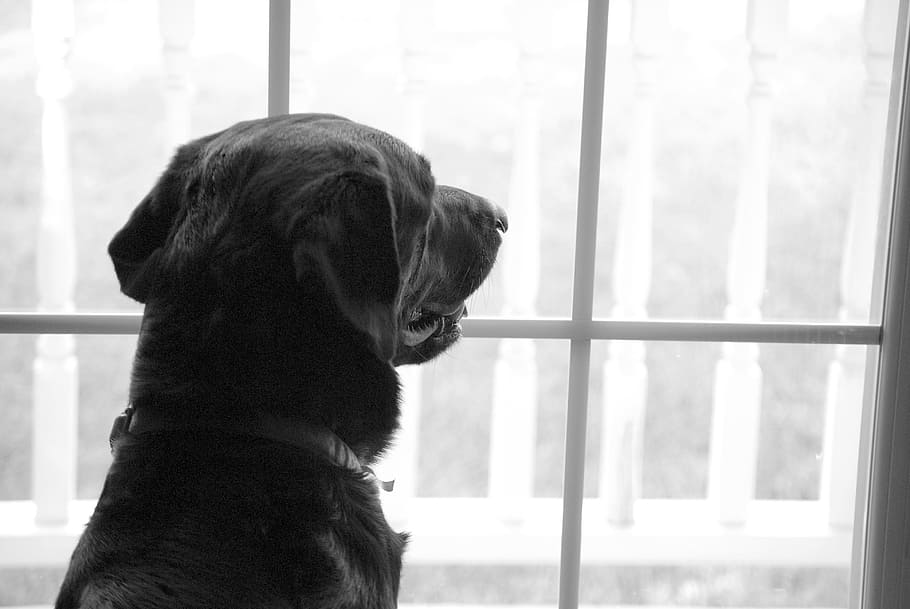 grayscale photography of adult black Labrador retriever sitting next to window HD wallpaper