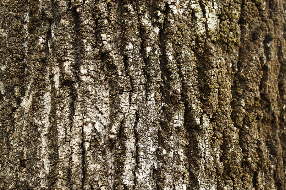 texture, bark, tree, trunk, wood, tree trunk, textured, full frame HD wallpaper