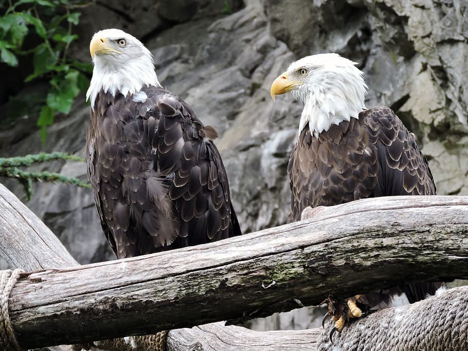 two brown-and-white eagles side by side, bird, bald, wildlife HD wallpaper