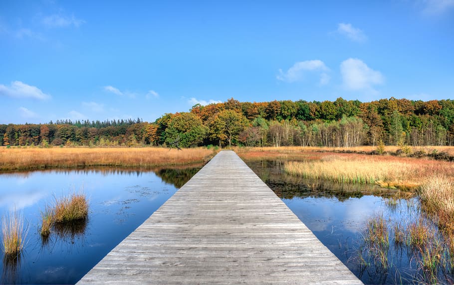 daylight, fall, forest, jetty, lake, landscape, nature, outdoors HD wallpaper