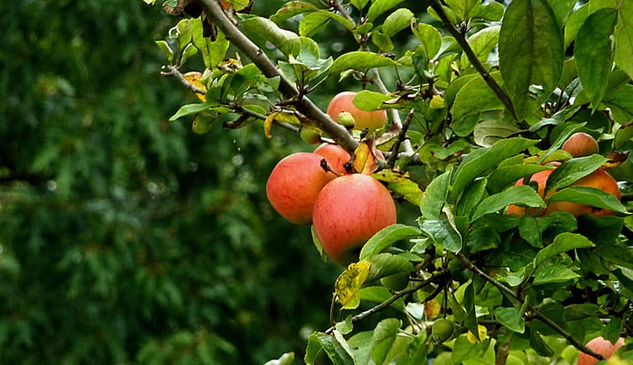 Apple, Fruit, Vitamins, Autumn, red, fruits, apple tree, food HD wallpaper