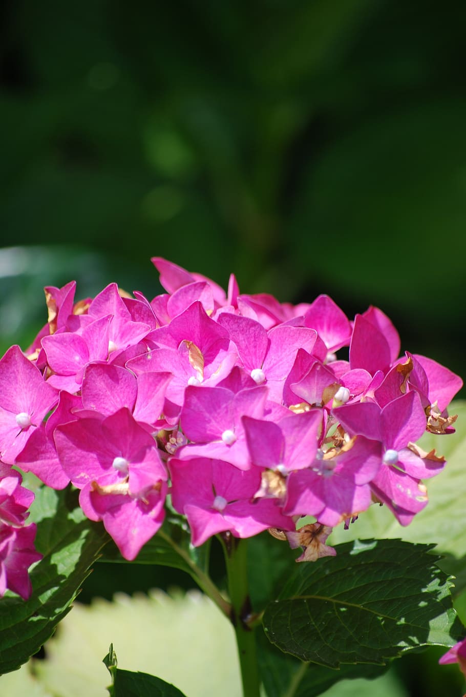 hydrangea, flower, blossom, bloom, pink, garden, nature, hydrangea flower HD wallpaper