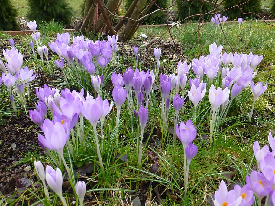 flower, spring, purple, crocus, flowers, harbinger of spring HD wallpaper