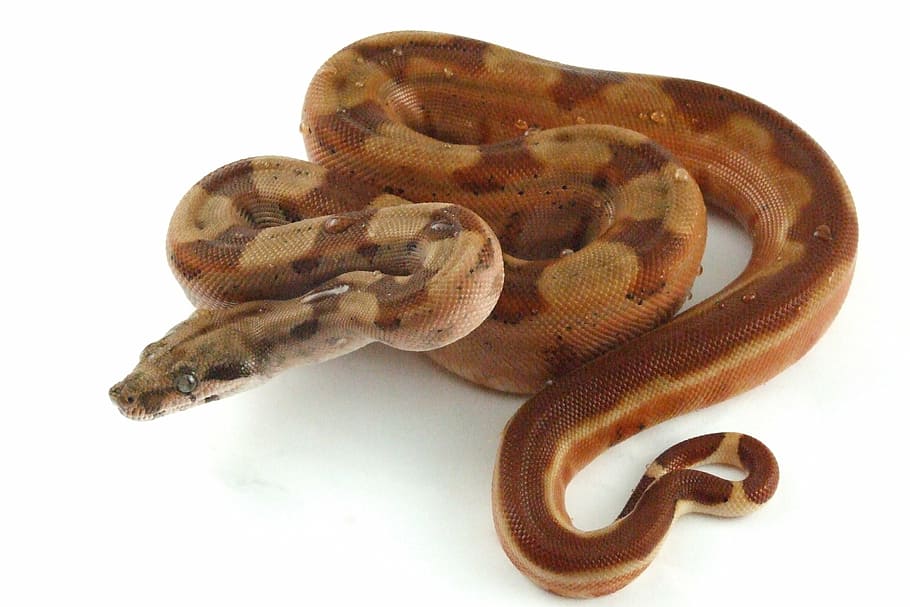 brown python, reptile, snake, hypo, boa, constrictor, exotic HD wallpaper