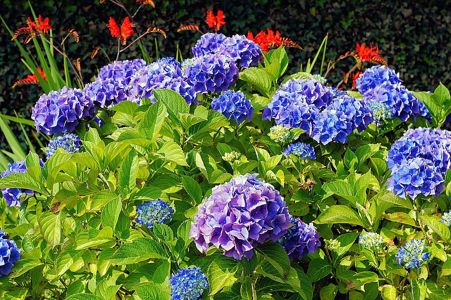 blue-and-purple flowers in stem, hydrangeas, bloom, beautiful HD wallpaper