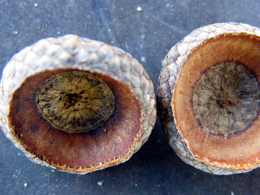 shells, acorns, seeds, close-up, food, food and drink, healthy eating HD wallpaper