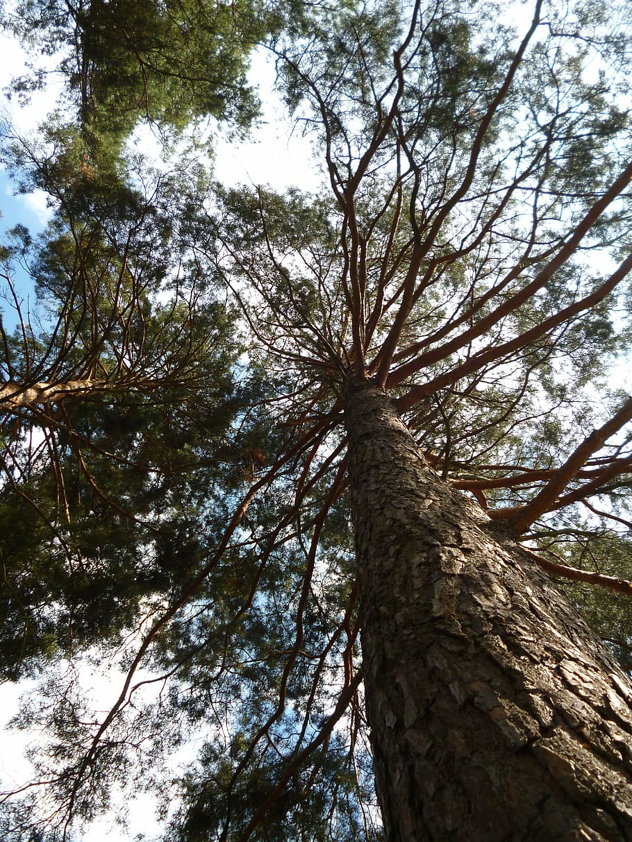 pine, nature, wood, forest, log, tree, plant, trunk, tree trunk HD wallpaper