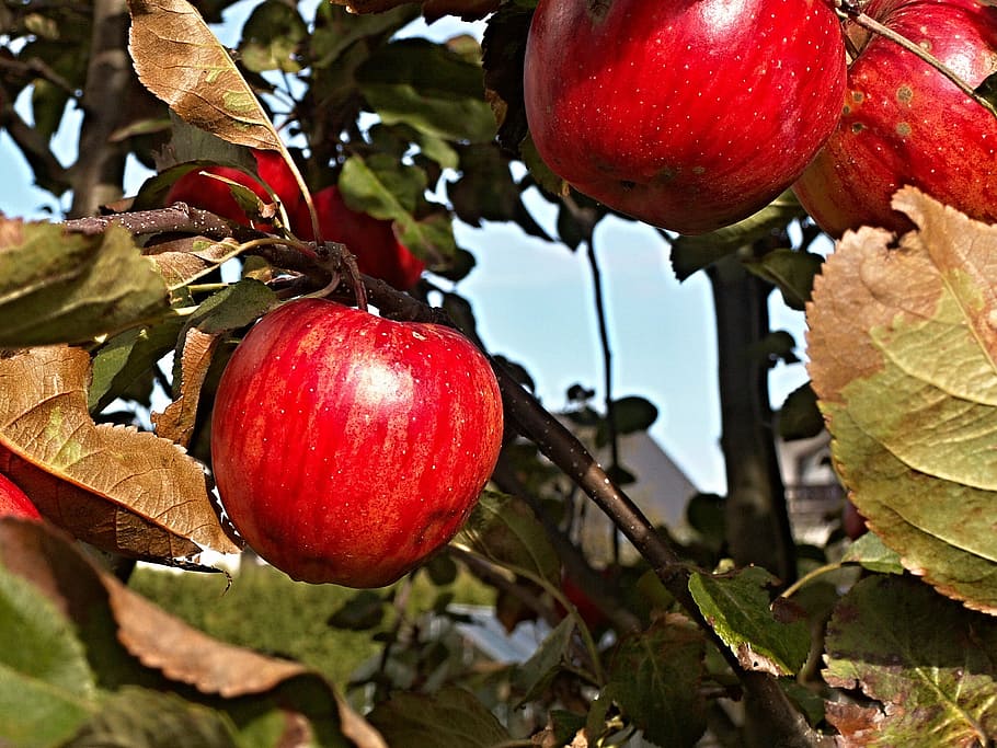 apple tree, branch, foliage, fruits, food and drink, healthy eating HD wallpaper