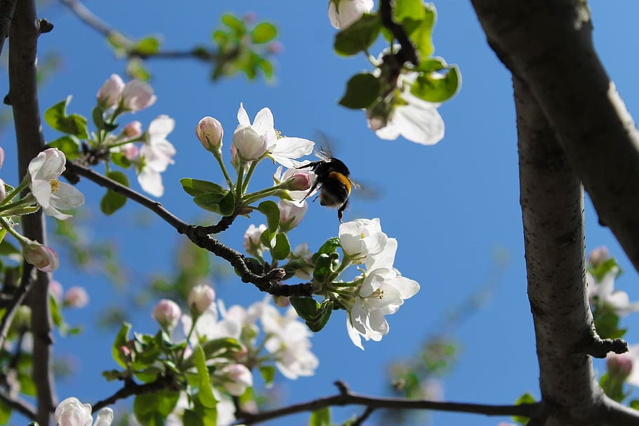 flowers, sky, apple tree, bumblebee, nature, spring, plant HD wallpaper