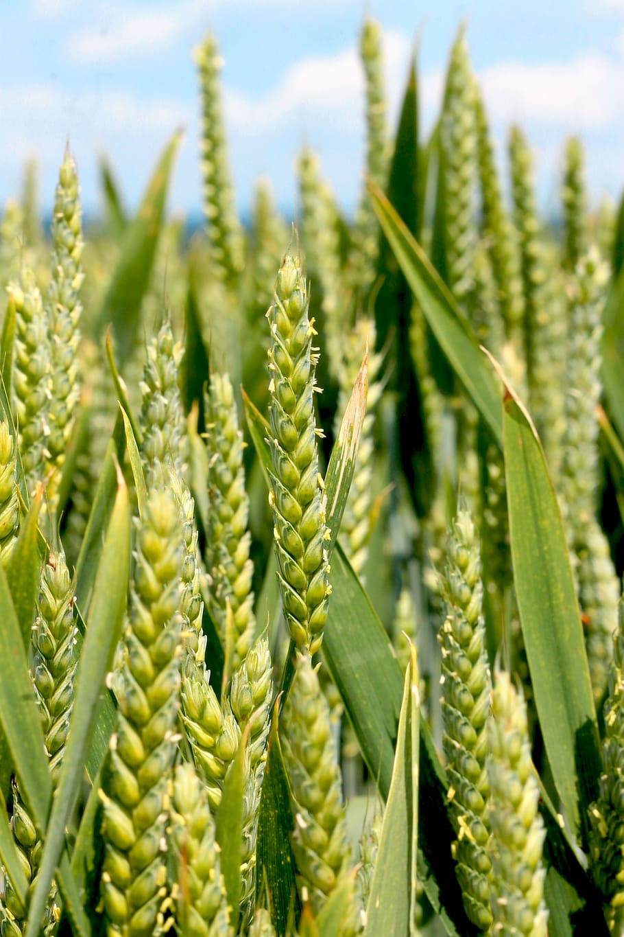 wheat, nature, epi, cornfield, summer, fields, agriculture HD wallpaper
