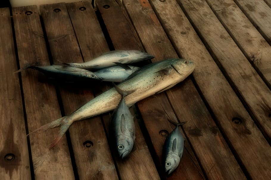 fish, deck, sea, ocean, fishing, marine, fisherman, catch, wood - material HD wallpaper