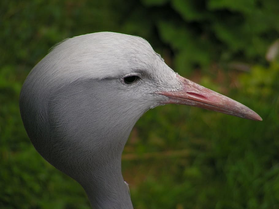 crane, bird, head, portrait, crane cat, feather, zoo, eye, animal HD wallpaper