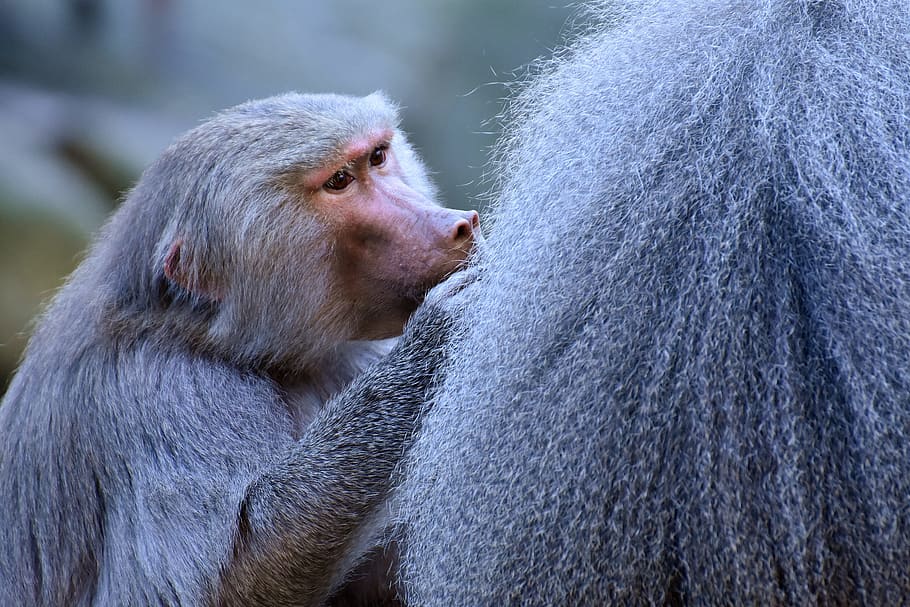 baboons, ape, smooch, tender, pair, zoo, animal, nature, tiergarten HD wallpaper
