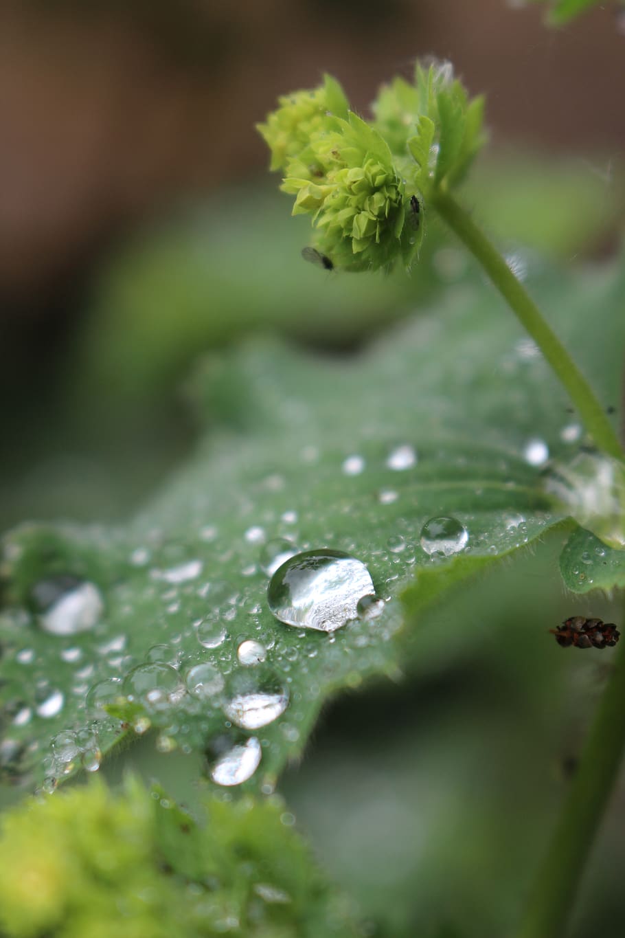 drop, nature, leaf, dew, flora, plant, close-up, water, selective focus HD wallpaper