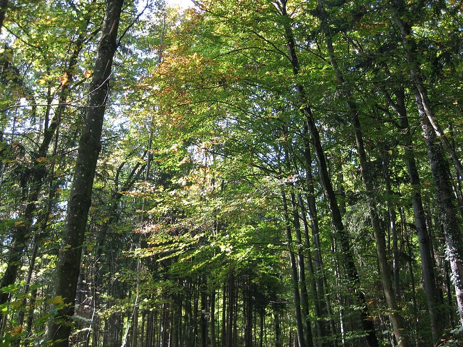 trees, forest, summer, green, nature, sunlight, wood, plant HD wallpaper
