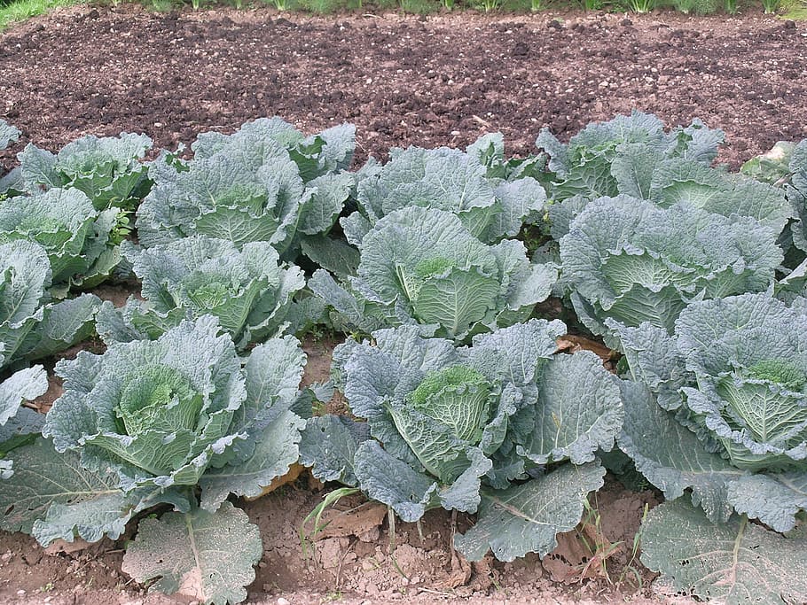 verze, garden, vegetables, plant part, leaf, growth, nature HD wallpaper