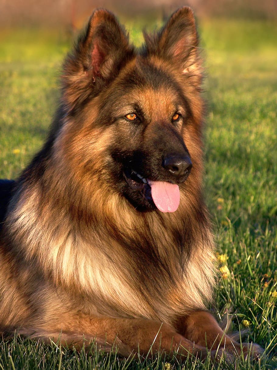 Long-haired german shepherd dog 1080P, 2K, 4K, 5K HD wallpapers free  download | Wallpaper Flare
